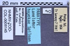 Etikette zu Lanelater hayekae (Spilman, 1985) (NHMW-ZOO-COL-0008145)